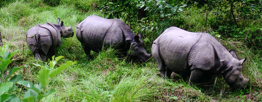 Kathmandu - Chitwan - Pokhara - Gorkha