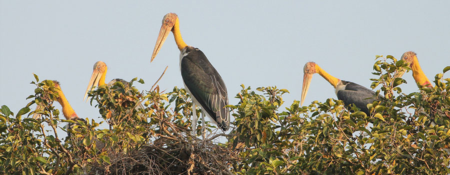 Koshi Tappu Wildlife Reserve